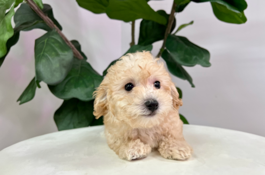Cute Poochon Poodle Mix Pup