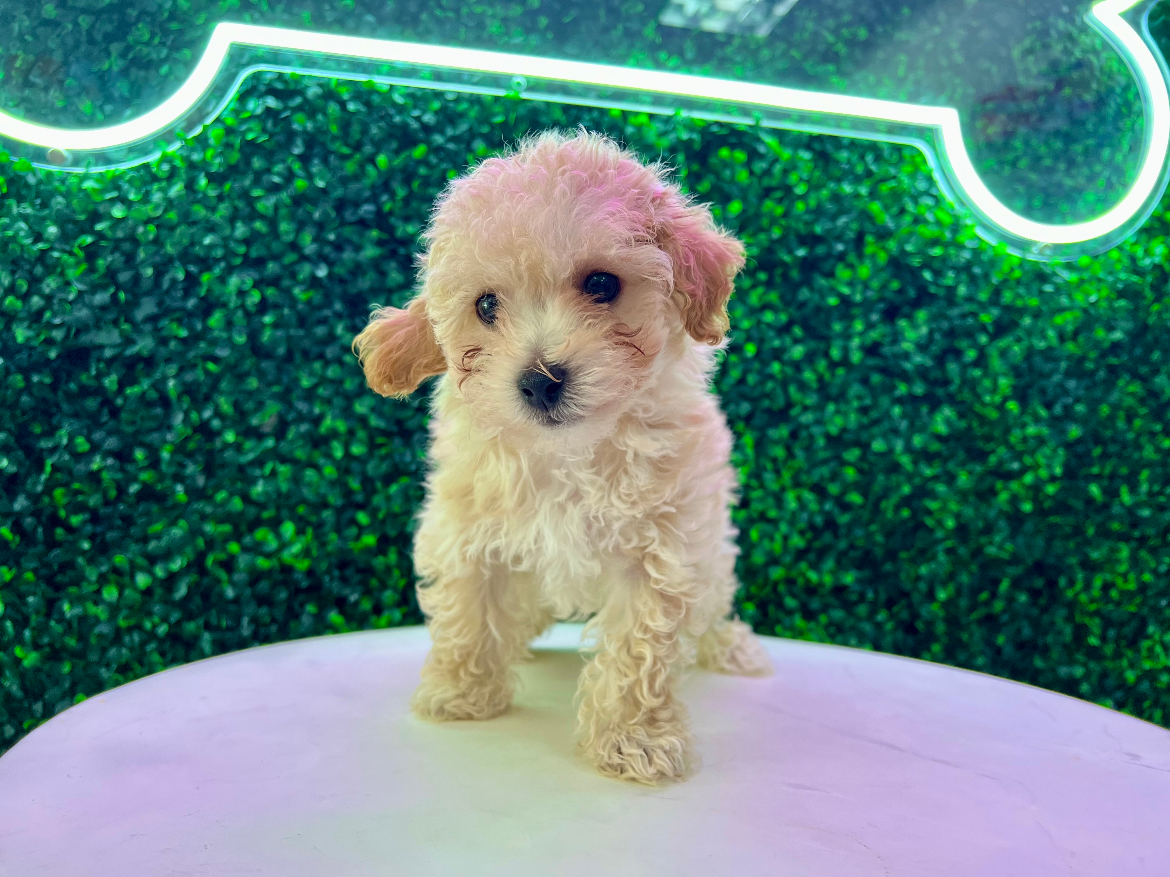Poochon Pup Being Cute