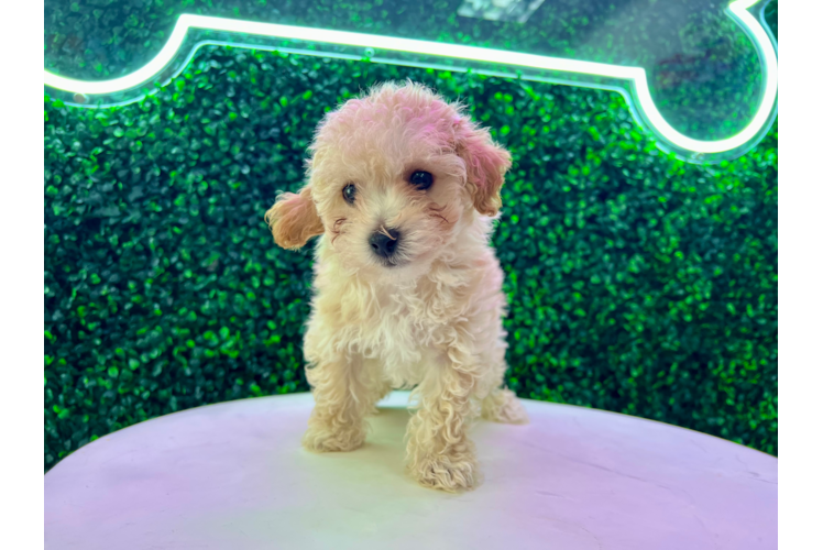 Meet Alfie - our Poochon Puppy Photo 1/4 - Puppy Love PR Poochon Pup Being Cute