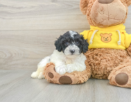 5 week old Poochon Puppy For Sale - Puppy Love PR