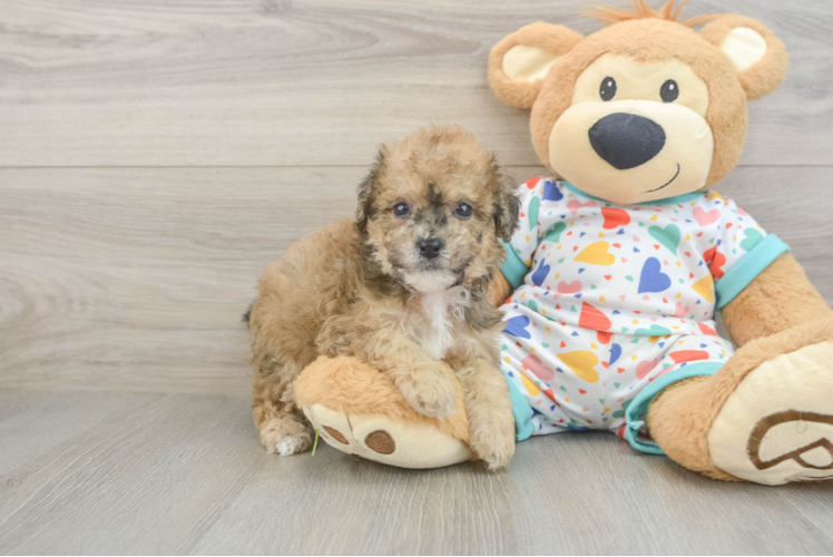 Adorable Bichpoo Poodle Mix Puppy