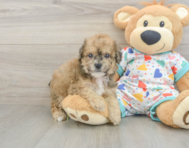5 week old Poochon Puppy For Sale - Puppy Love PR