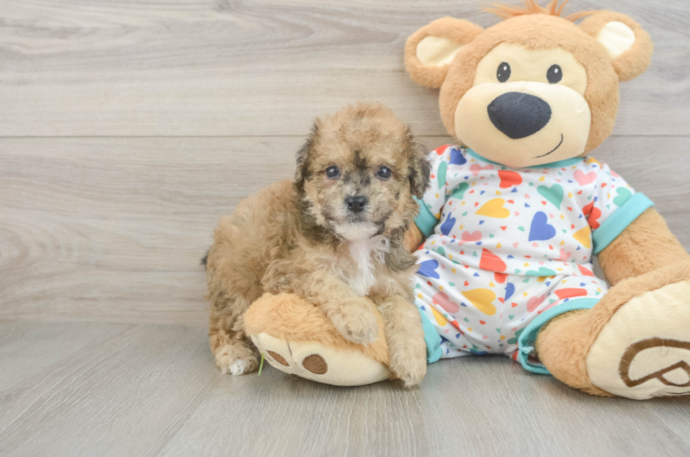 5 week old Poochon Puppy For Sale - Puppy Love PR