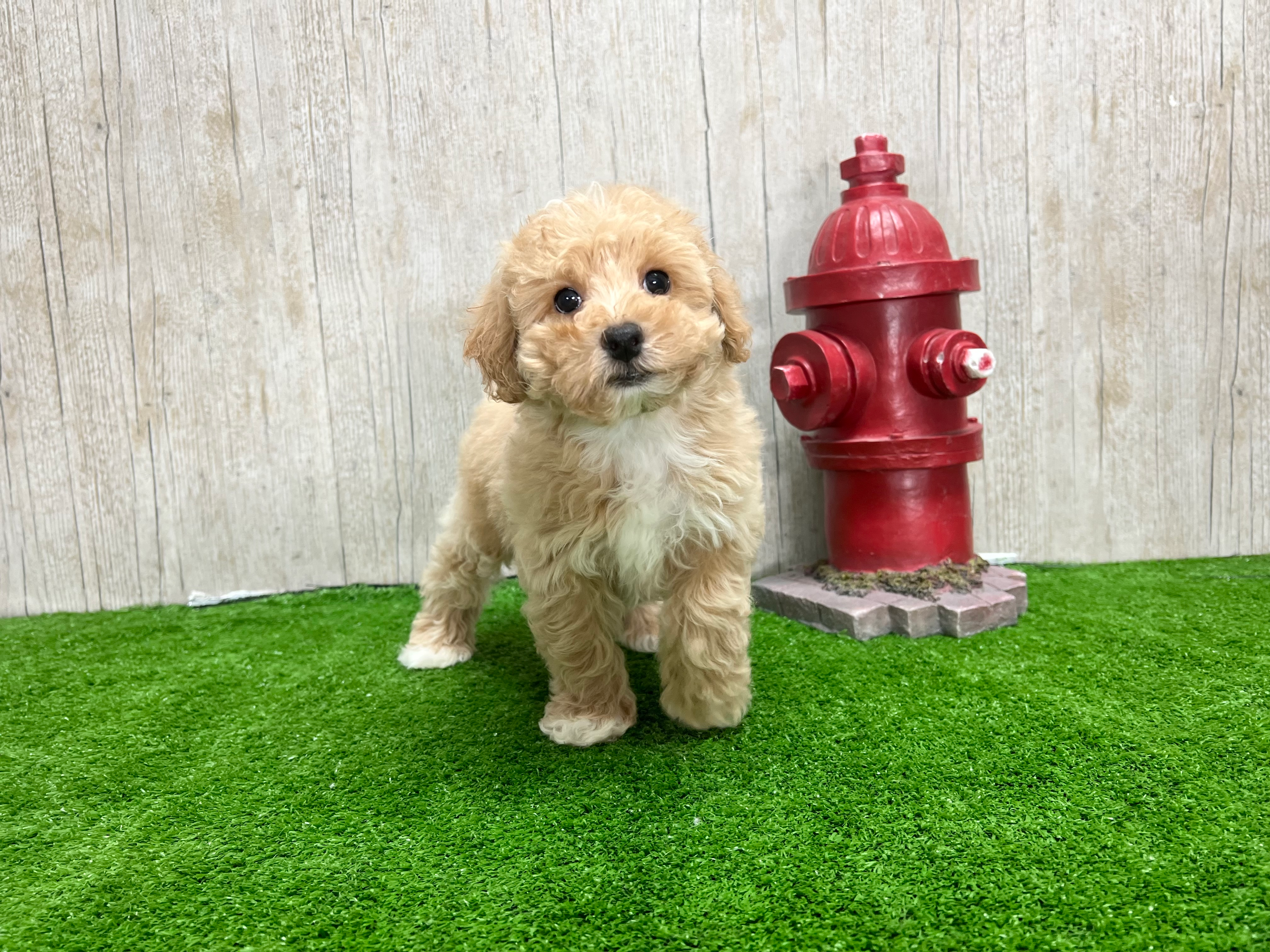 Poochon Pup Being Cute