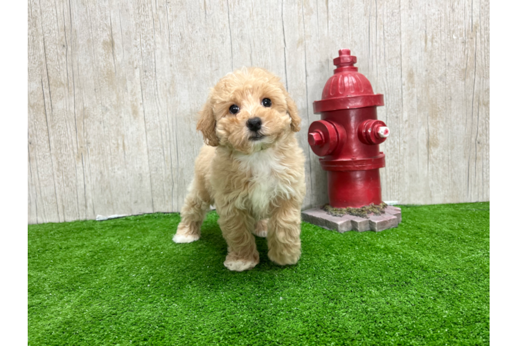 Meet Alfie - our Poochon Puppy Photo 1/4 - Puppy Love PR Poochon Pup Being Cute