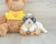 5 week old Poochon Puppy For Sale - Puppy Love PR