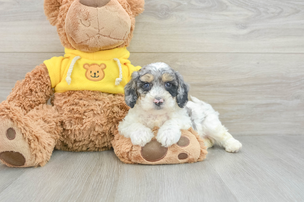 Fluffy Poochon Poodle Mix Pup