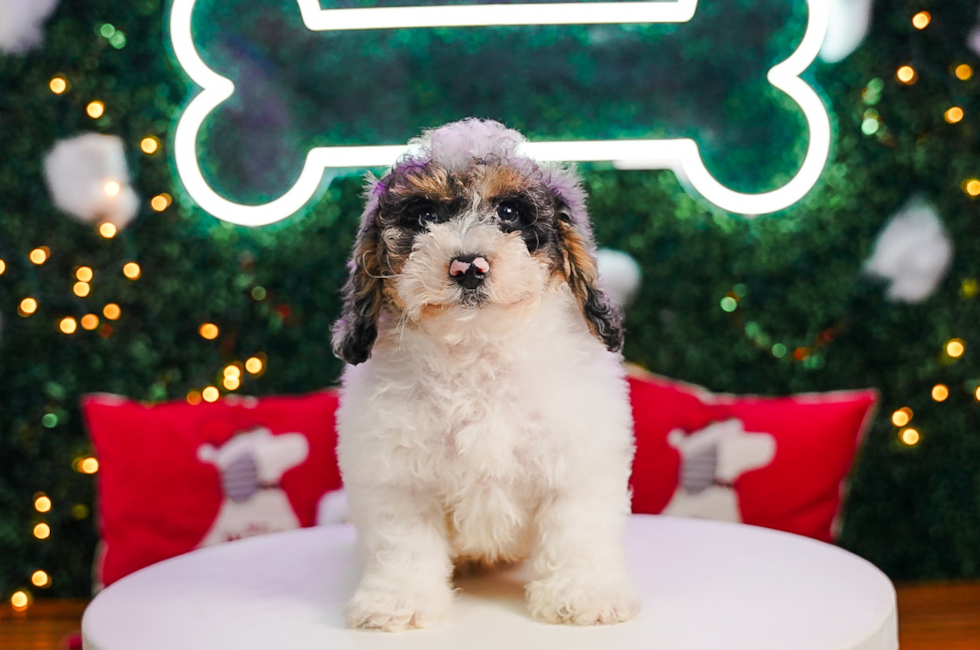 10 week old Poochon Puppy For Sale - Puppy Love PR