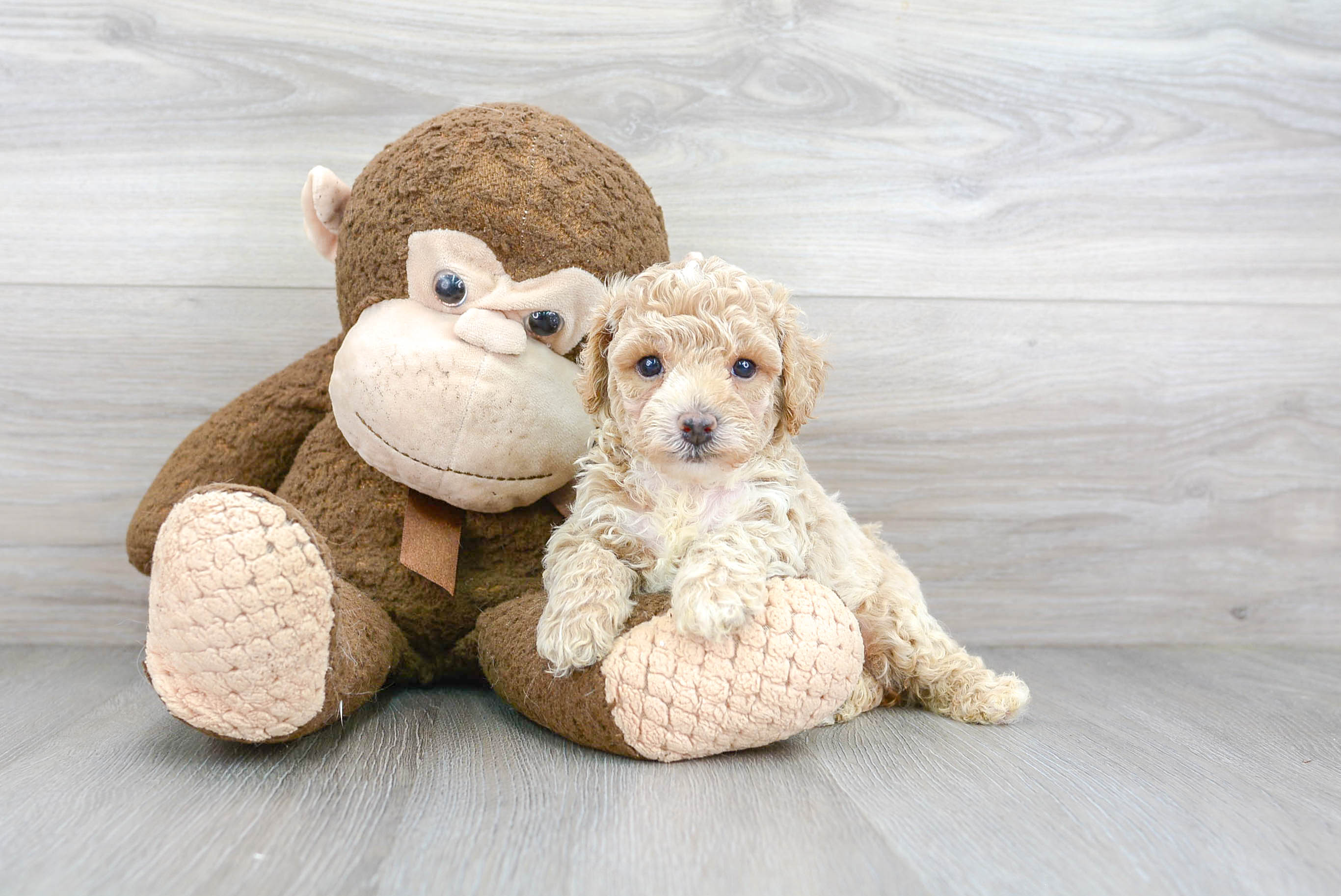 Cute Bichpoo Poodle Mix Puppy