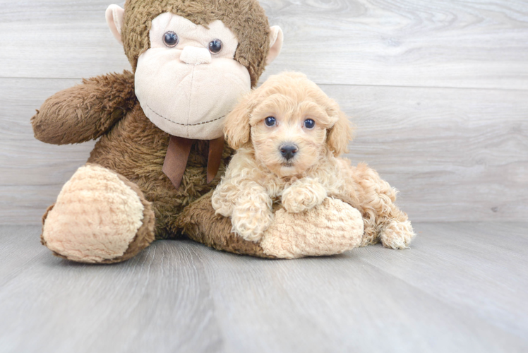 Meet Alfredo - our Maltipoo Puppy Photo 1/3 - Puppy Love PR Best Maltipoo Baby