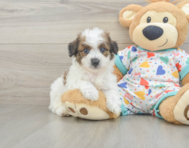5 week old Poochon Puppy For Sale - Puppy Love PR