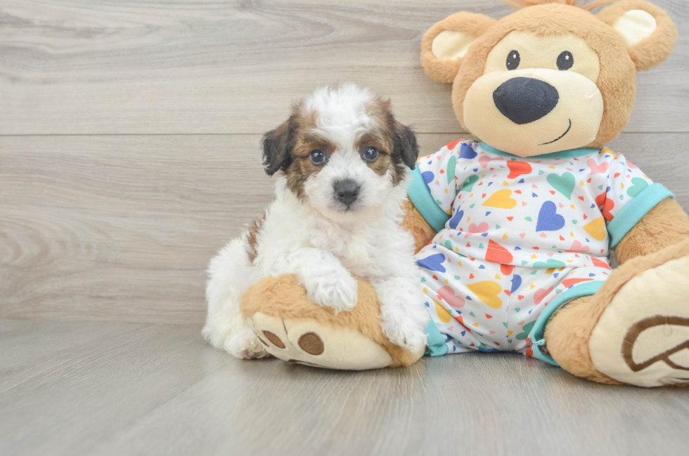 5 week old Poochon Puppy For Sale - Puppy Love PR