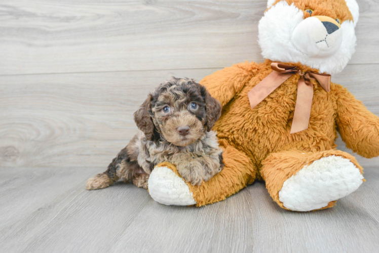 Meet Angelina - our Poochon Puppy Photo 1/3 - Puppy Love PR Poochon Puppy for Adoption