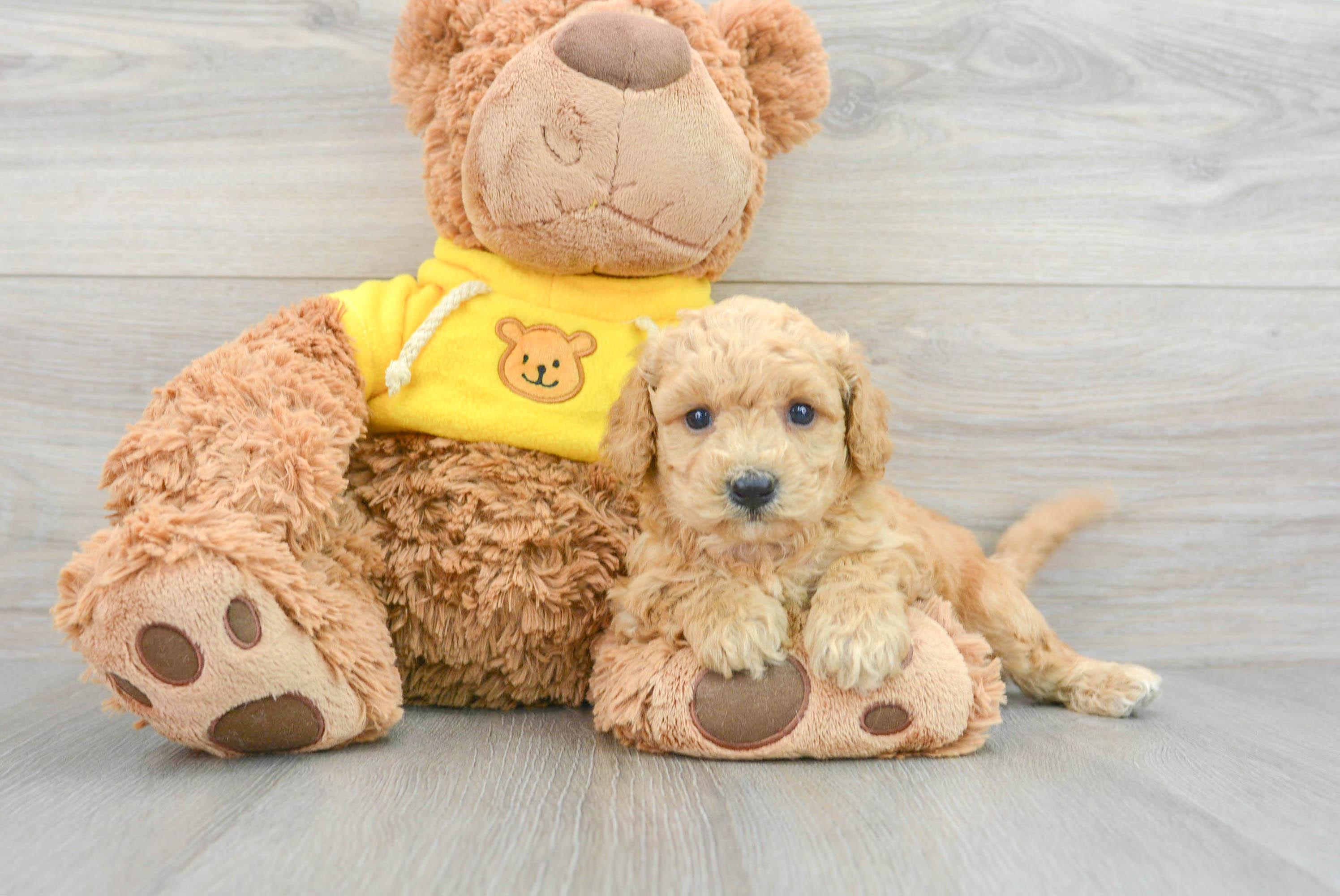 Poochon teddy outlet bear