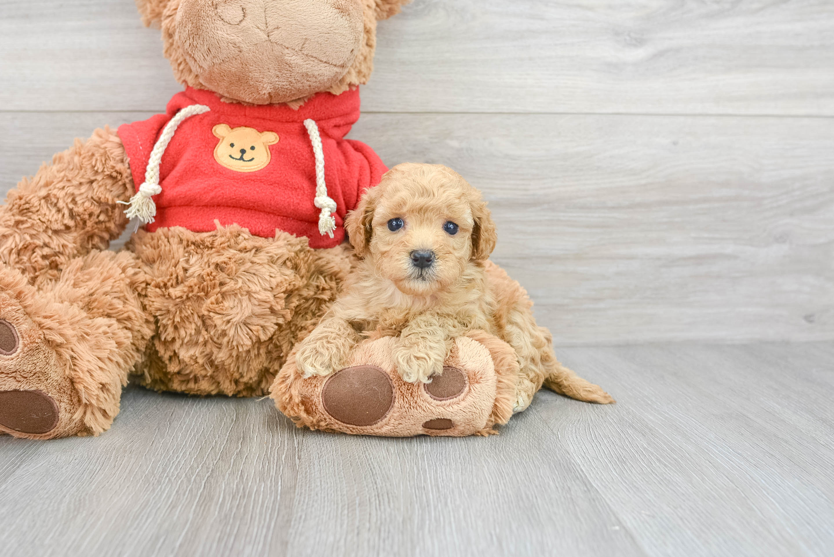 Poochon teddy cheap bear dog