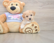 7 week old Poochon Puppy For Sale - Puppy Love PR