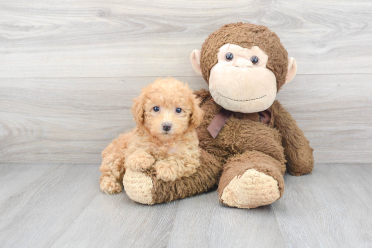 Meet Angelina - our Poochon Puppy Photo 1/3 - Puppy Love PR Poochon Puppy for Adoption