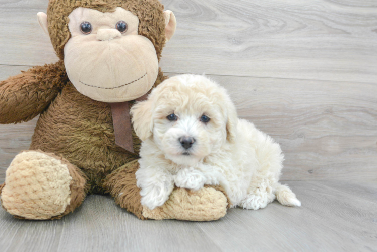 Meet Angelina - our Poochon Puppy Photo 1/3 - Puppy Love PR Playful Bichpoo Poodle Mix Puppy