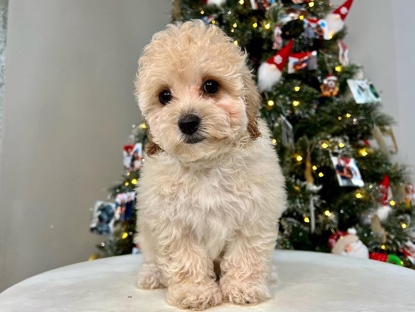 Cute Poochon Baby