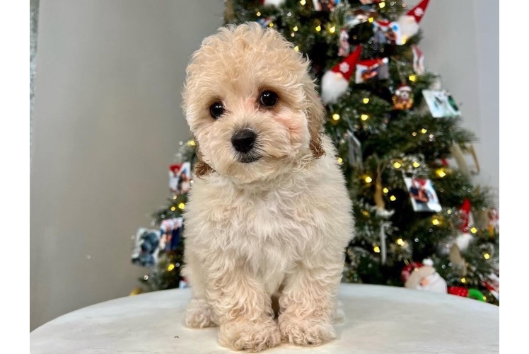 Cute Poochon Baby