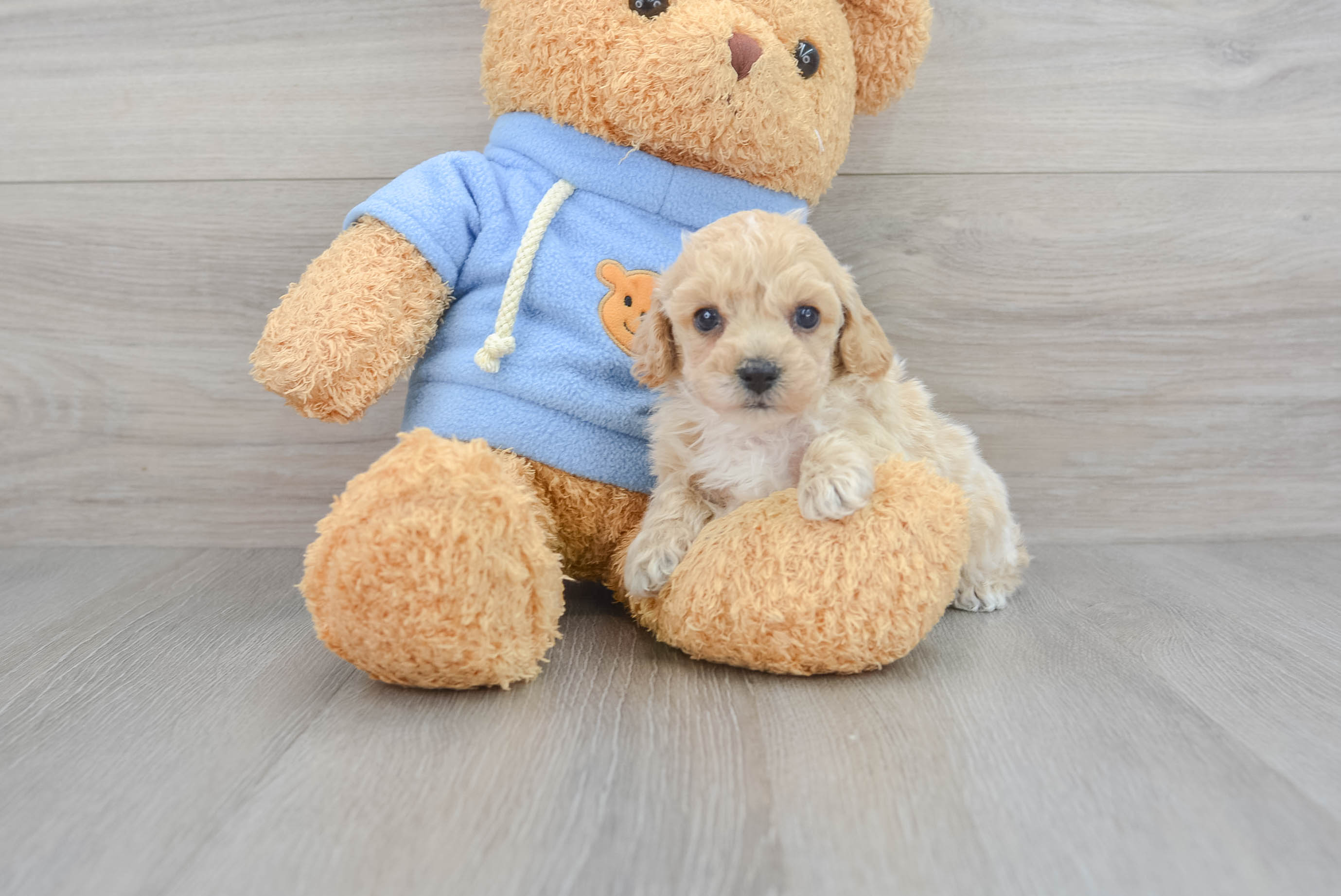 Poochon hotsell teddy bear