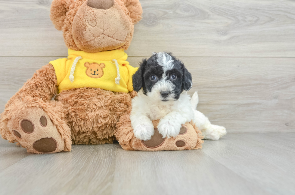 8 week old Poochon Puppy For Sale - Puppy Love PR