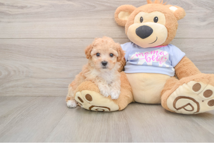 Happy Poochon Baby
