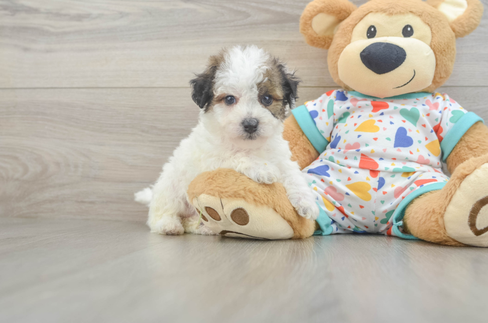 5 week old Poochon Puppy For Sale - Puppy Love PR