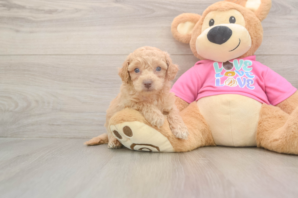 5 week old Poochon Puppy For Sale - Puppy Love PR