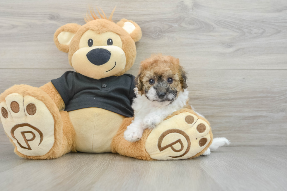 Popular Poochon Poodle Mix Pup