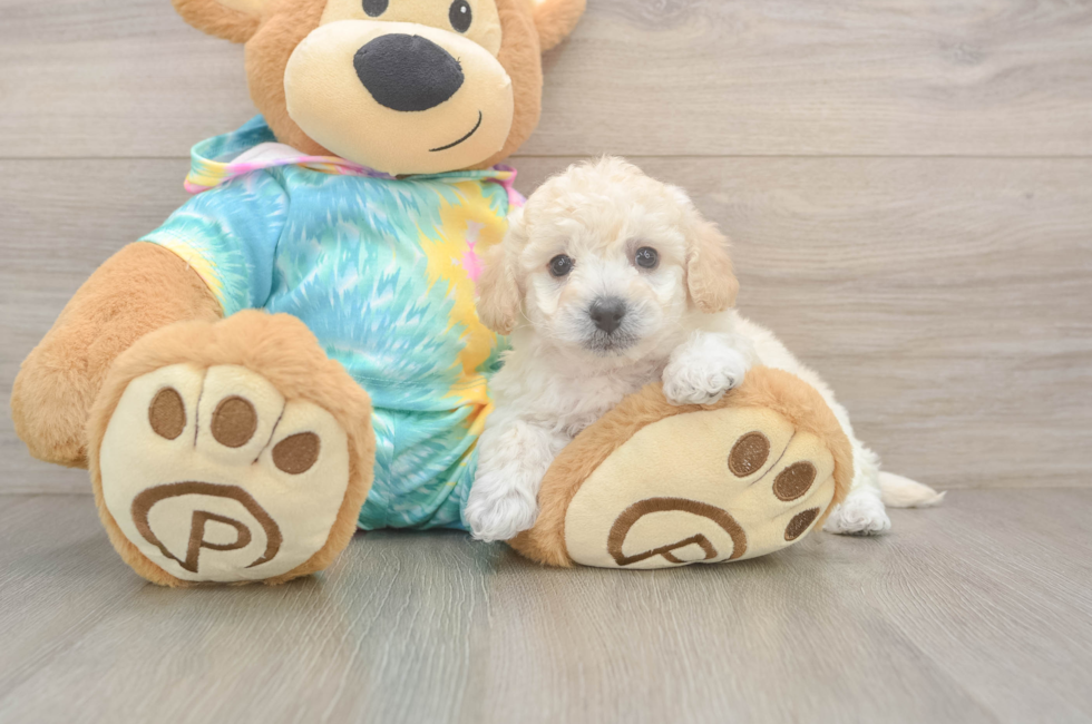 6 week old Poochon Puppy For Sale - Puppy Love PR