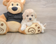 6 week old Poochon Puppy For Sale - Puppy Love PR