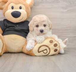 5 week old Poochon Puppy For Sale - Puppy Love PR