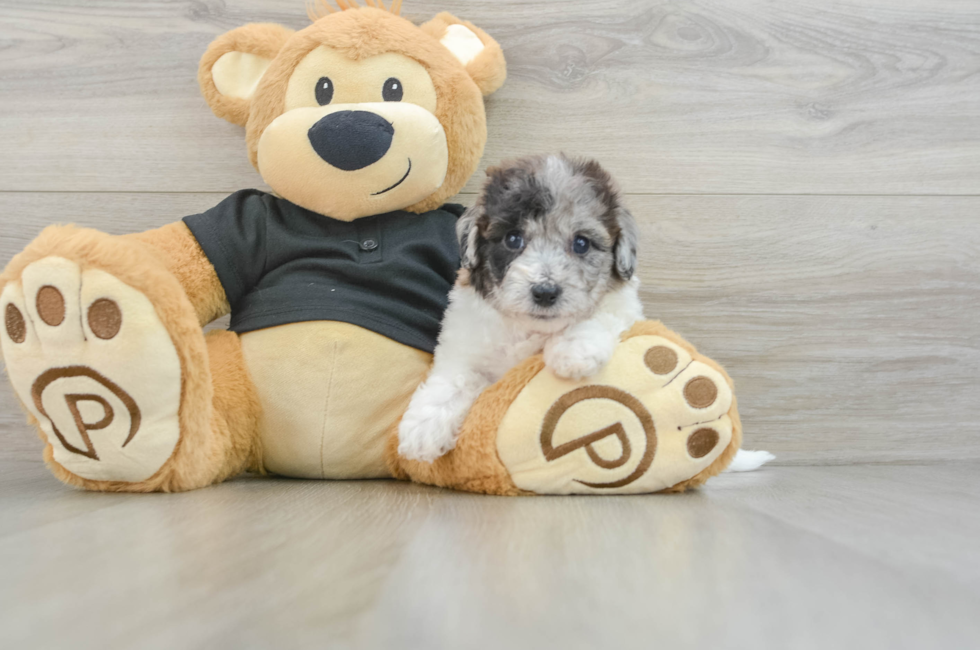 5 week old Poochon Puppy For Sale - Puppy Love PR