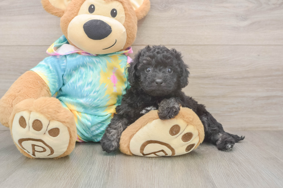 6 week old Poochon Puppy For Sale - Puppy Love PR