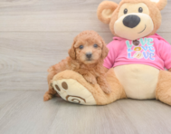 7 week old Poochon Puppy For Sale - Puppy Love PR