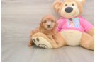 Best Poochon Baby