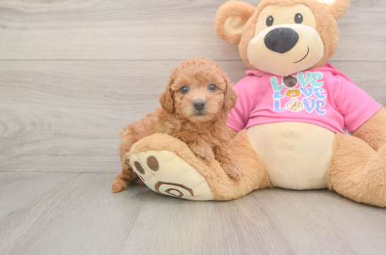 Best Poochon Baby