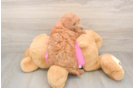 Happy Poochon Baby