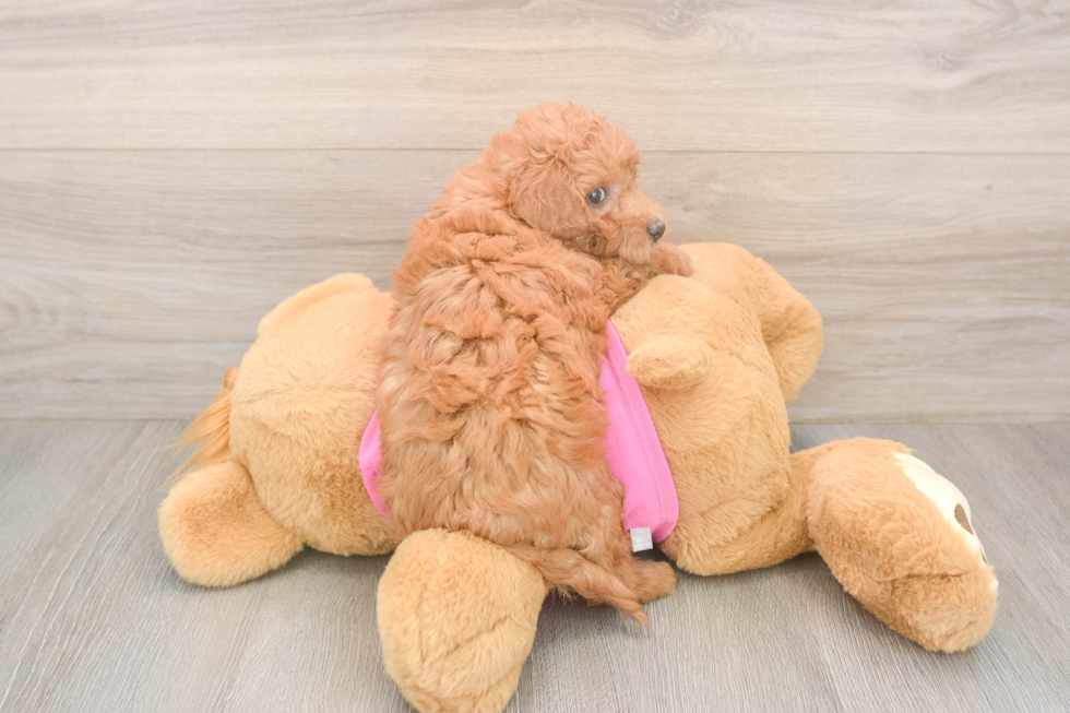 Happy Poochon Baby