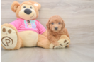 Happy Poochon Baby