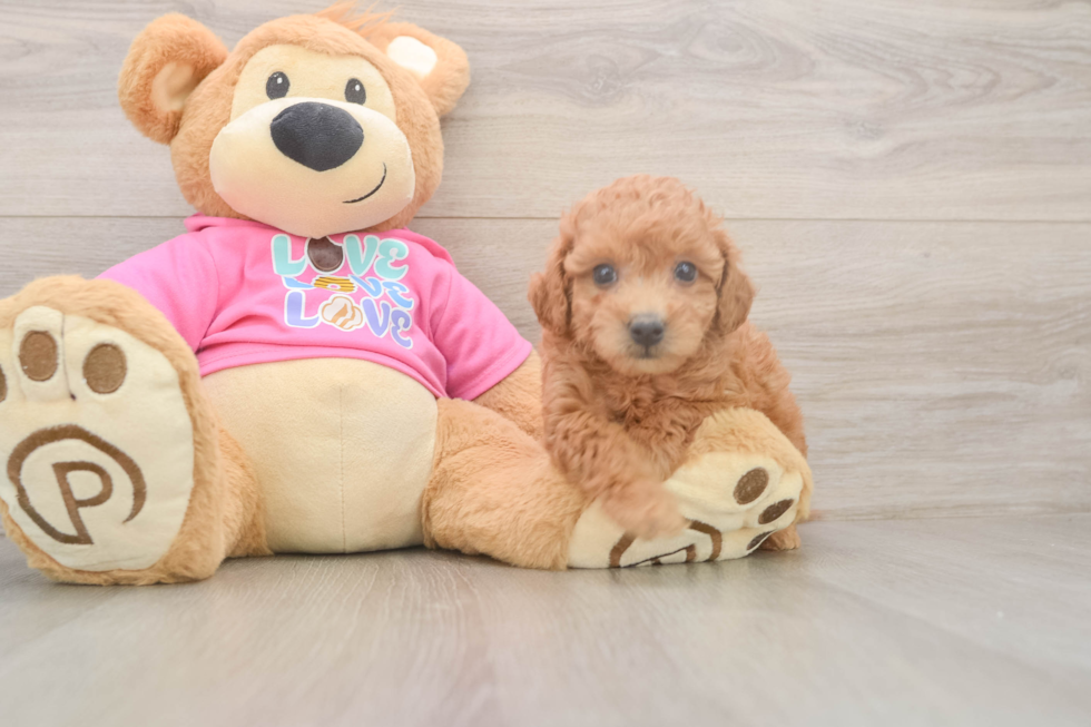 Happy Poochon Baby