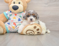 7 week old Poochon Puppy For Sale - Puppy Love PR