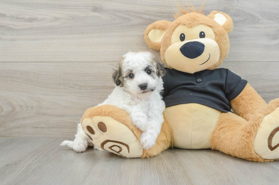 5 week old Poochon Puppy For Sale - Puppy Love PR