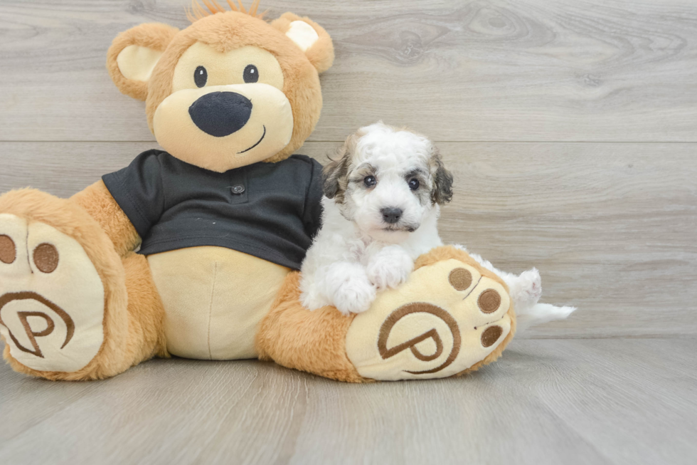 Popular Poochon Poodle Mix Pup