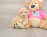 7 week old Poochon Puppy For Sale - Puppy Love PR