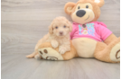Smart Poochon Poodle Mix Pup