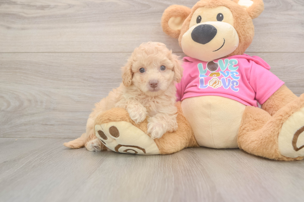 5 week old Poochon Puppy For Sale - Puppy Love PR