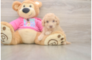 Energetic Bichpoo Poodle Mix Puppy
