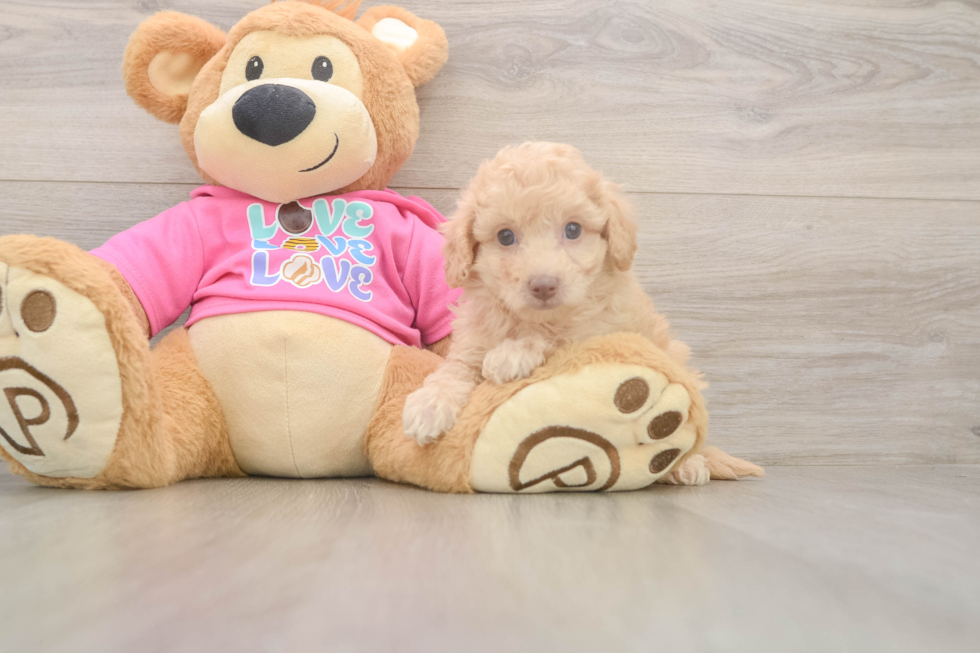 Energetic Bichpoo Poodle Mix Puppy